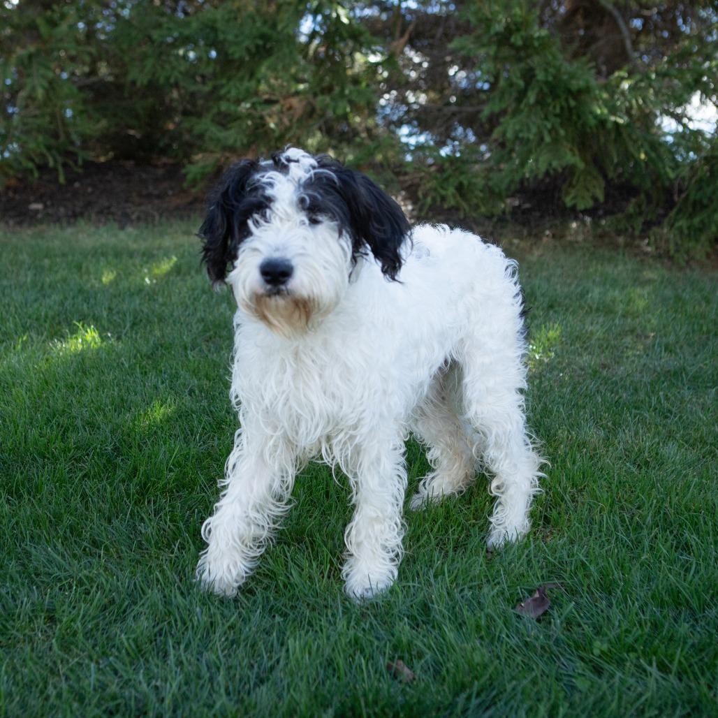 Enlarge Jenny, a Adoptable Standard Poodle in Erie, PA image 3/4