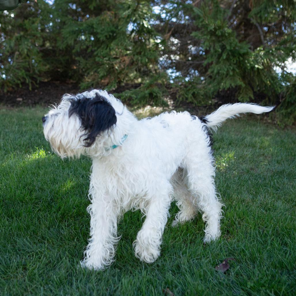 Enlarge Jenny, a Adoptable Standard Poodle in Erie, PA image 4/4