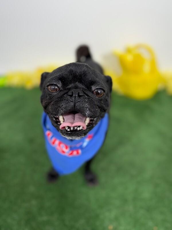 Pepe Pug, Adoptable, Young Male Pug.
