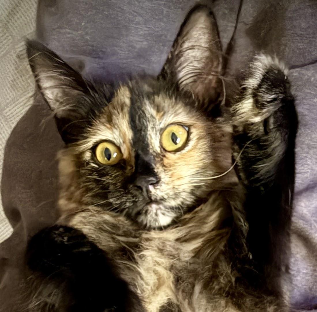 Ophelia, Adoptable, Young Female Tortoiseshell.