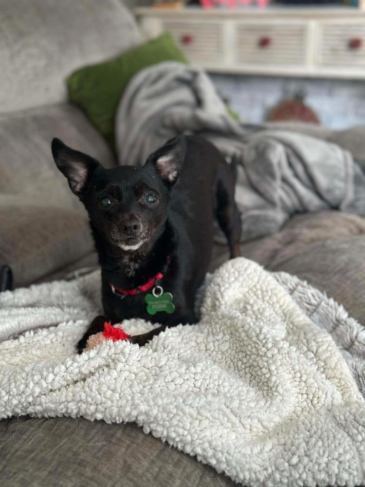 Enlarge Maximus, a Adoptable Chihuahua in Elkhart , IN image 2/4
