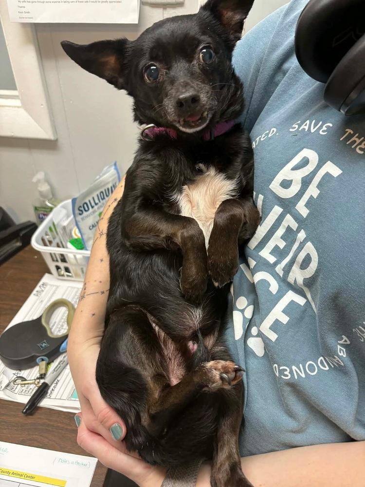 Enlarge Maximus, a Adoptable Chihuahua in Elkhart , IN image 4/4