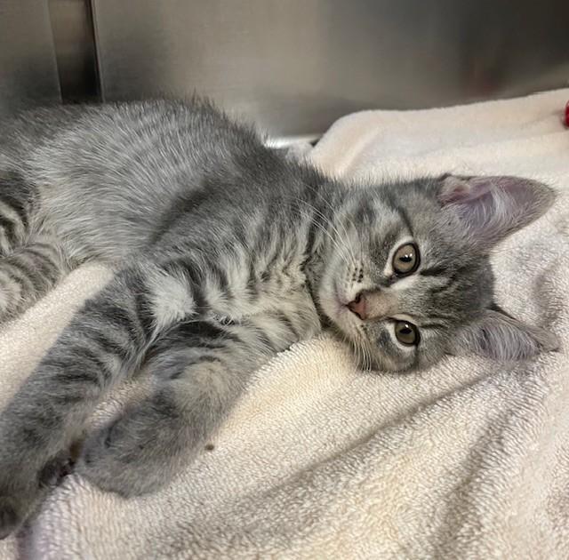 Enlarge Kinsman, a Adoptable Domestic Short Hair in Prudenville, MI image 1/1