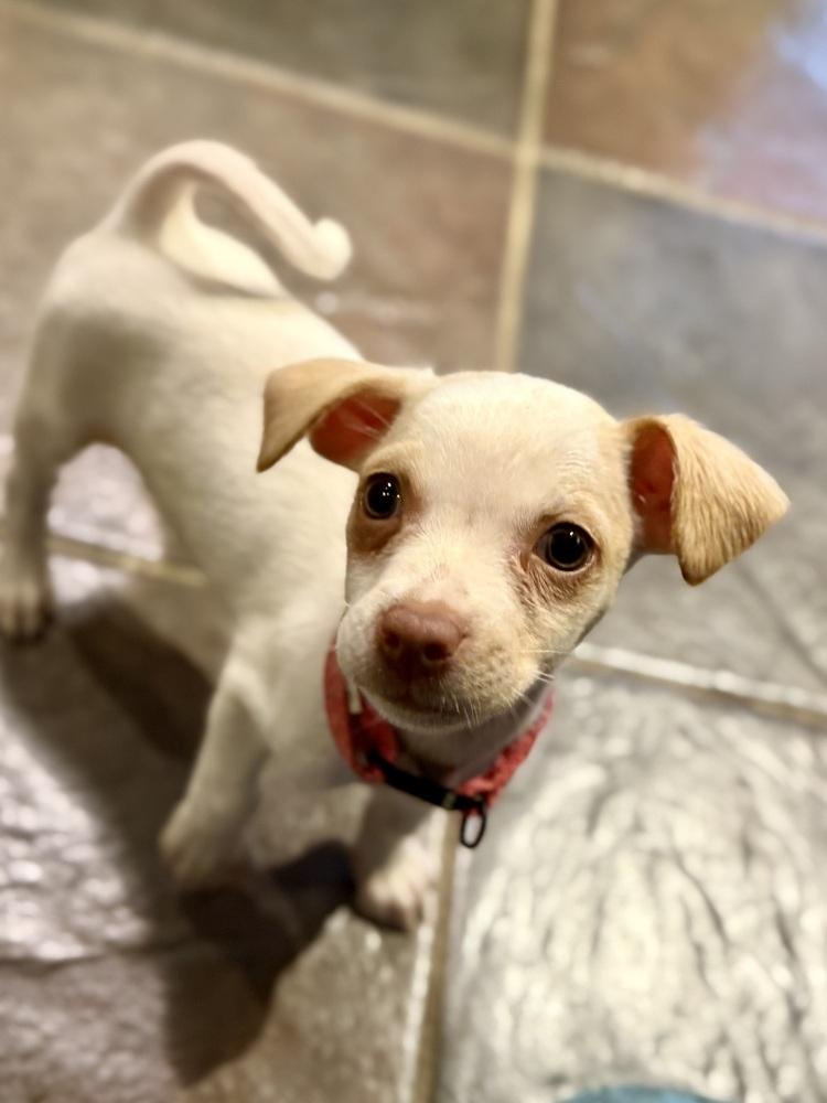 Enlarge Shmicka, a Adoptable mixed breed in TUCSON, AZ image 1/1