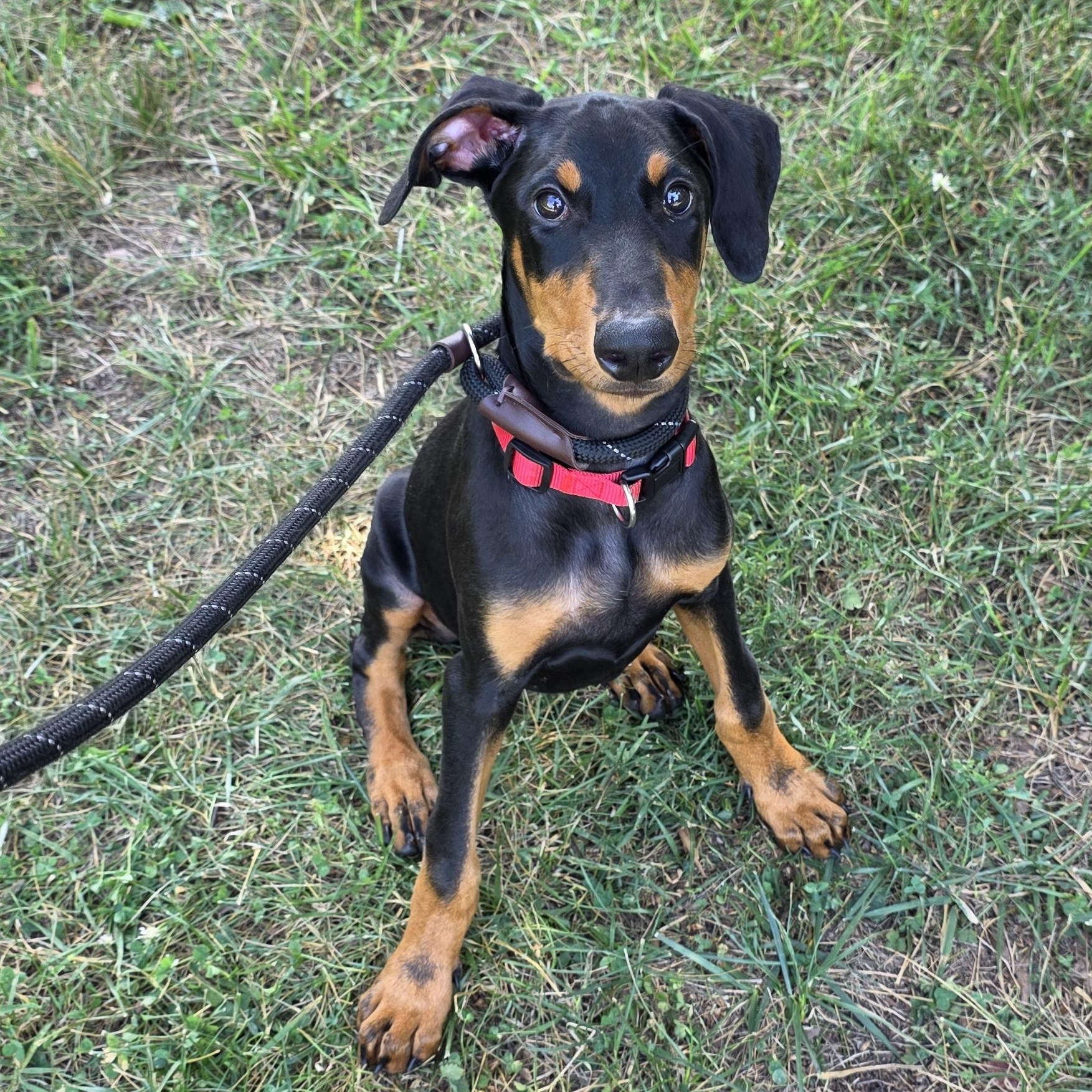 Charles, adopted, Young Male Doberman Pinscher & Mixed Breed.