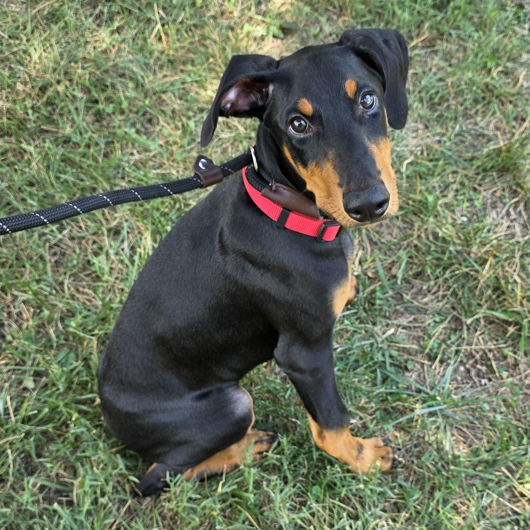 Charles, an adopted mixed breed in Greensboro, NC image 5/6