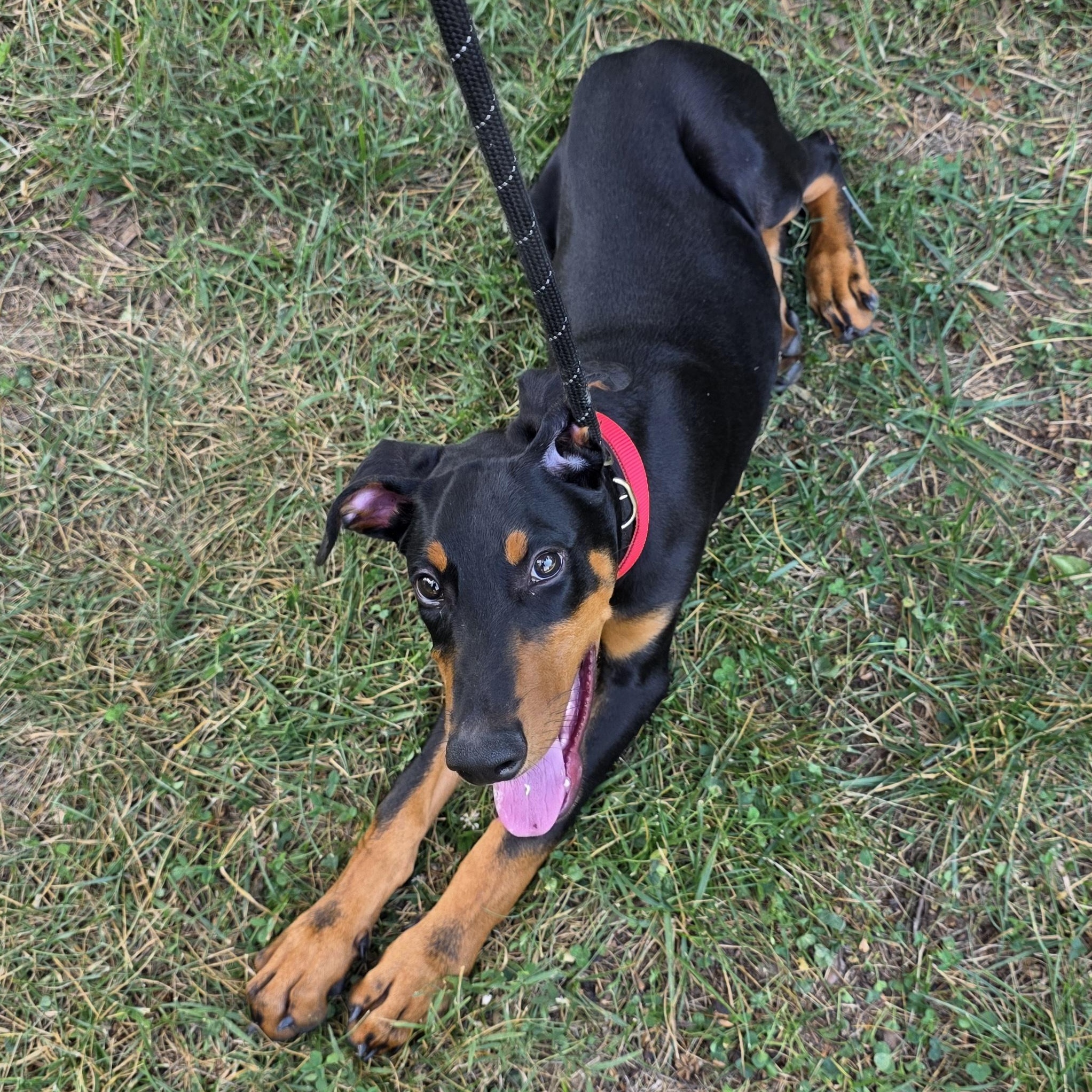 Charles, an adopted mixed breed in Greensboro, NC image 3/6