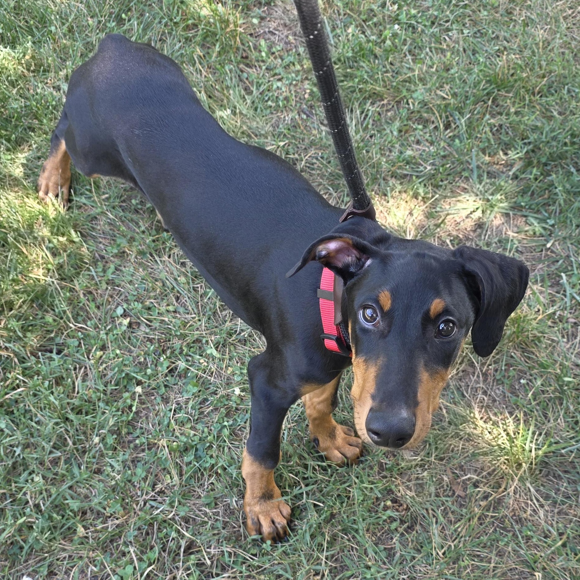 Charles, an adopted mixed breed in Greensboro, NC image 2/6