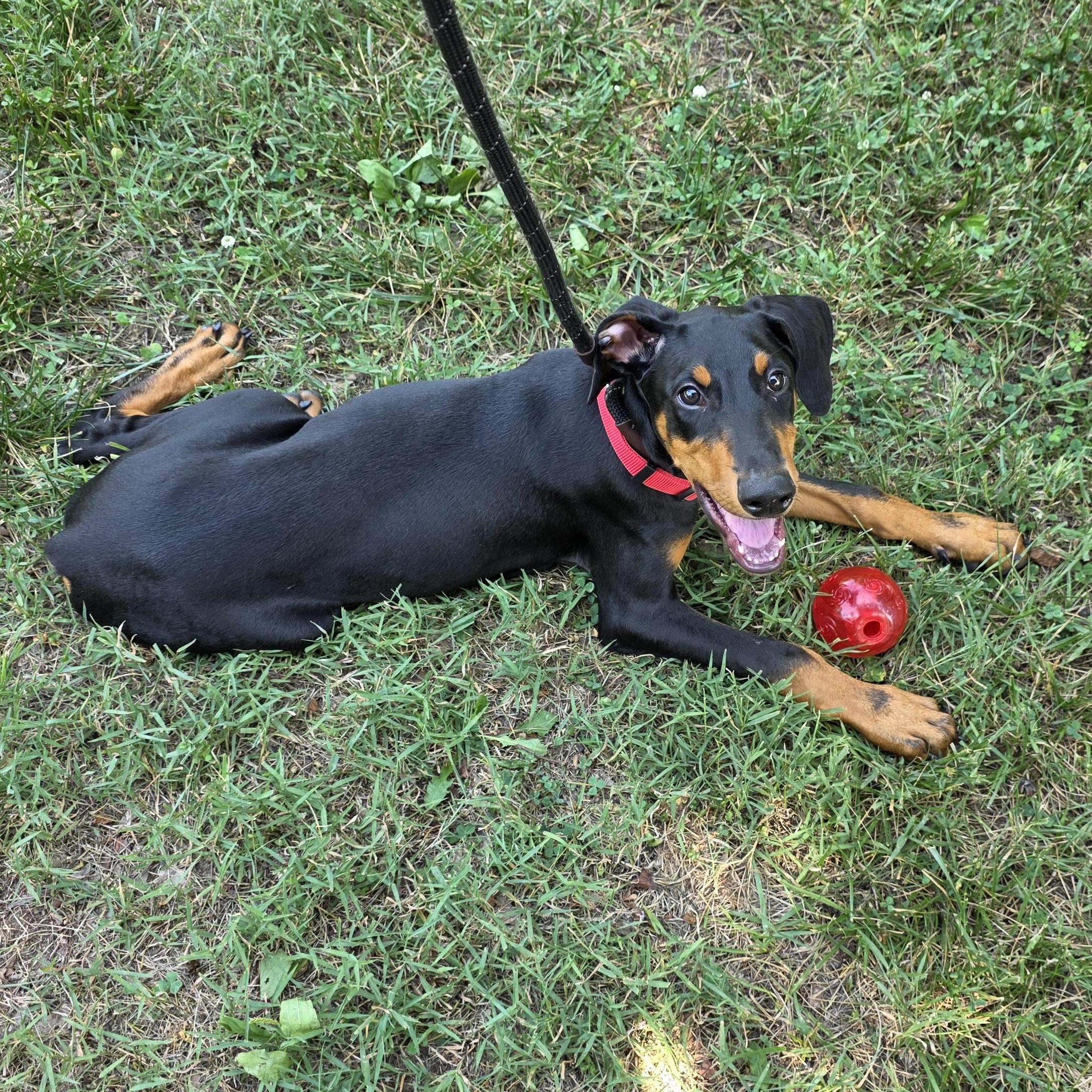 Charles, an adopted mixed breed in Greensboro, NC image 4/6