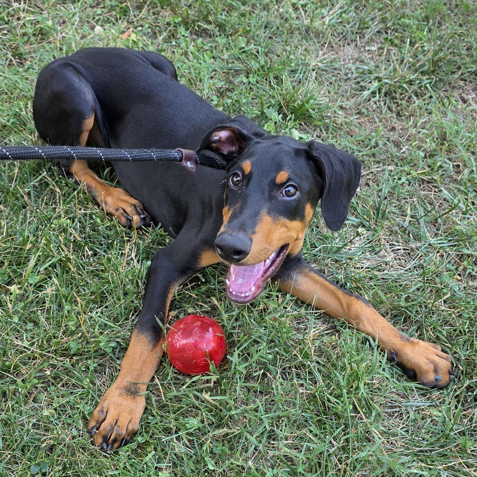 Charles, an adopted mixed breed in Greensboro, NC image 6/6