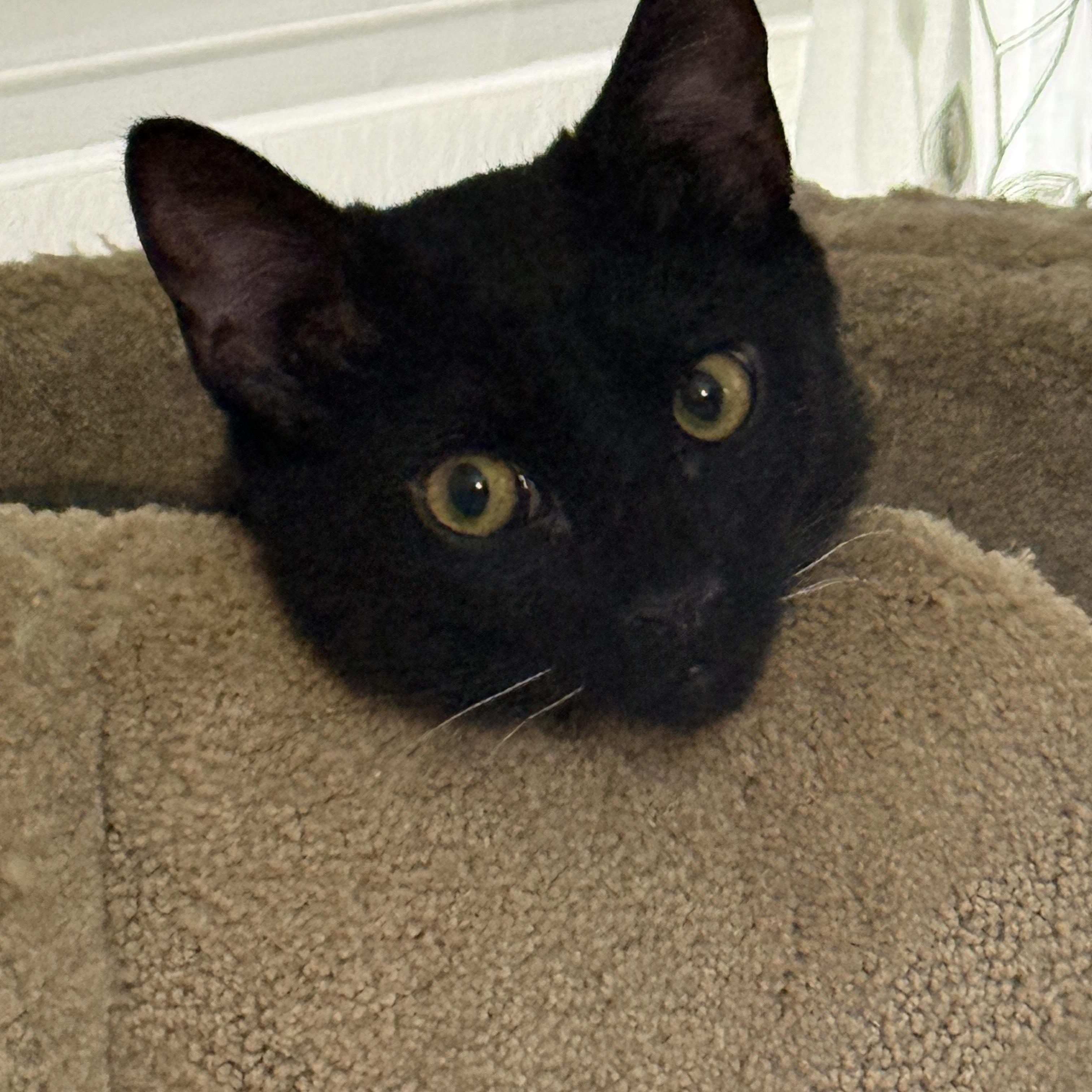 Squiggles, a ADOPTABLE Domestic Short Hair in Los Angeles, CA image 5/6