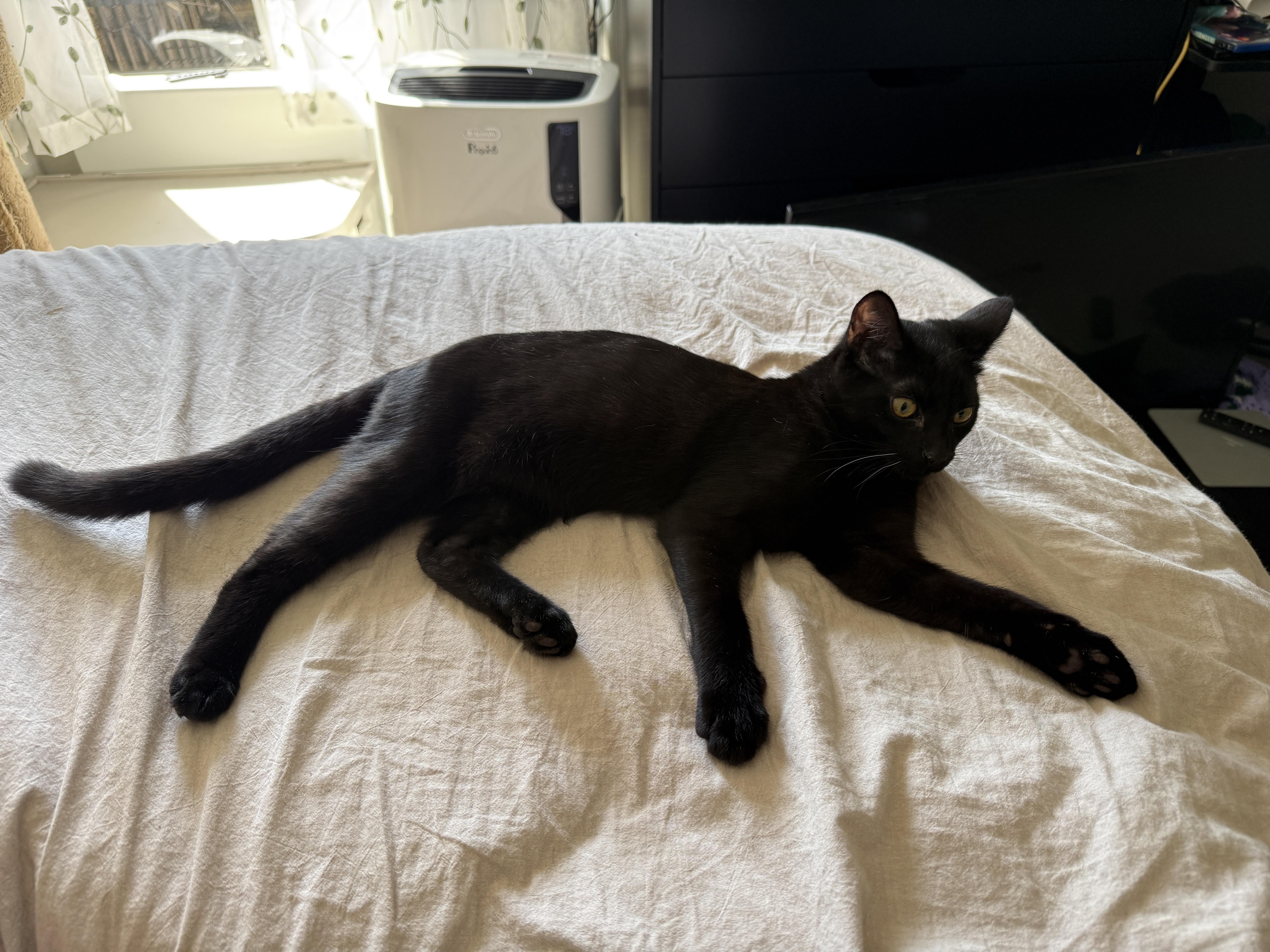 Squiggles, a ADOPTABLE Domestic Short Hair in Los Angeles, CA image 2/6
