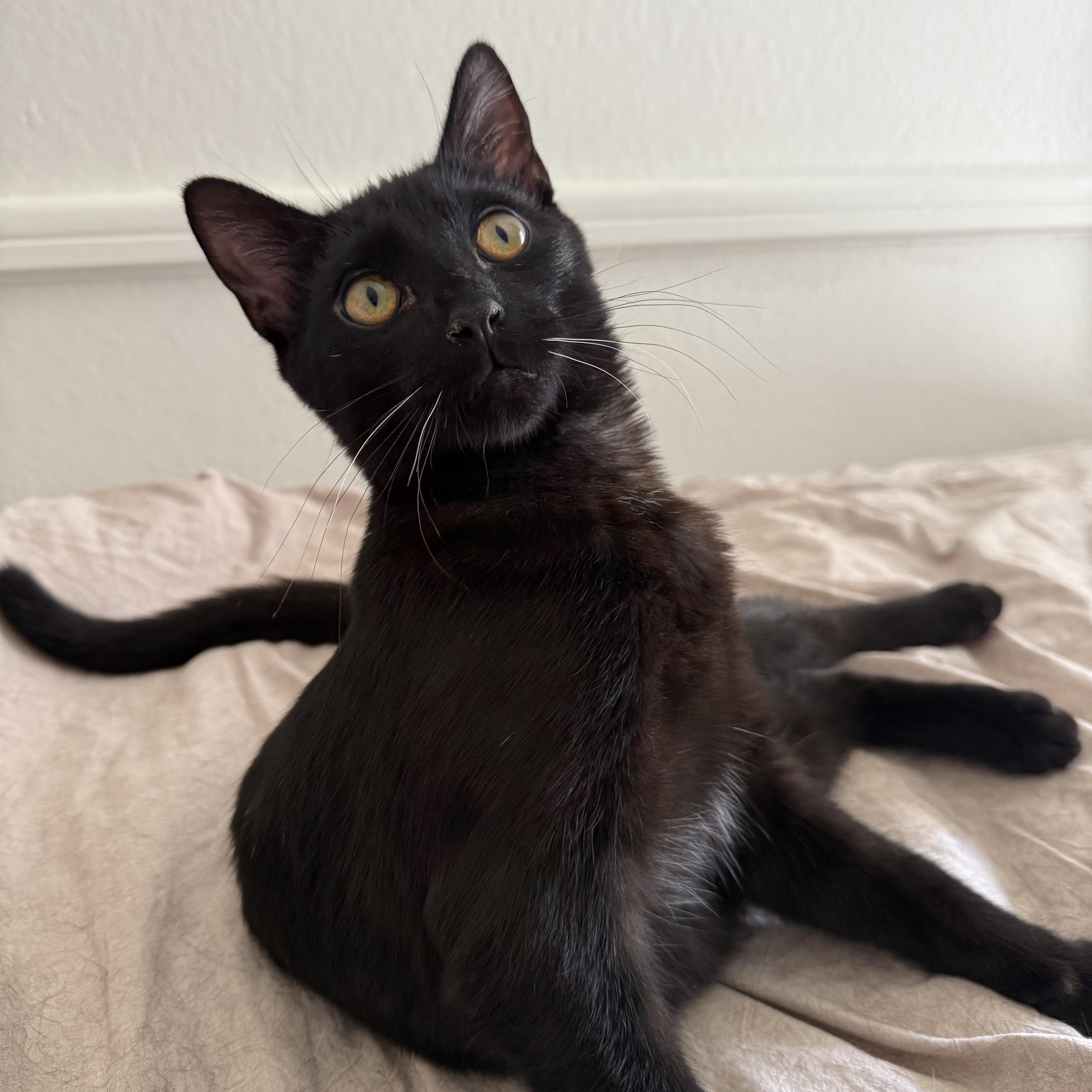 Squiggles, ADOPTABLE, Young Male Domestic Short Hair.
