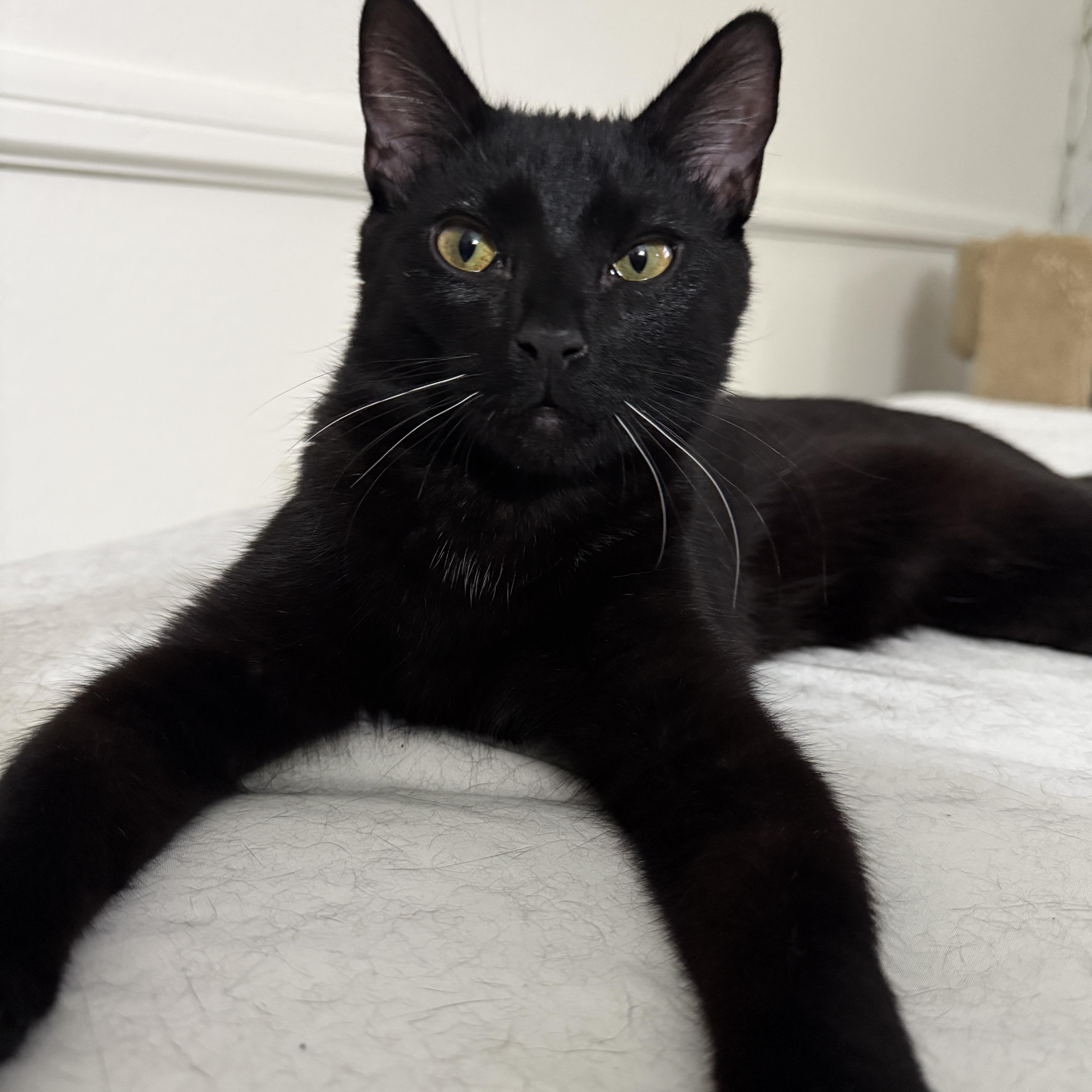 Enlarge Squiggles, a Adoptable Domestic Short Hair in Los Angeles, CA image 5/5