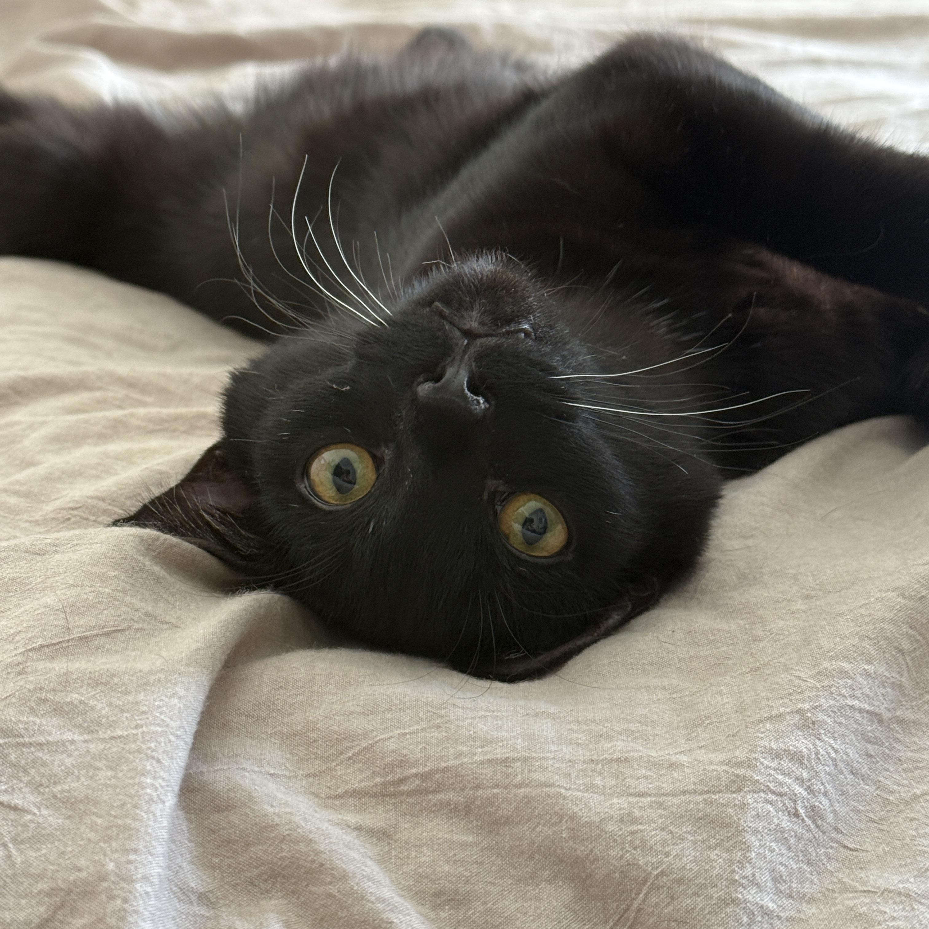 Squiggles, a ADOPTABLE Domestic Short Hair in Los Angeles, CA image 4/6