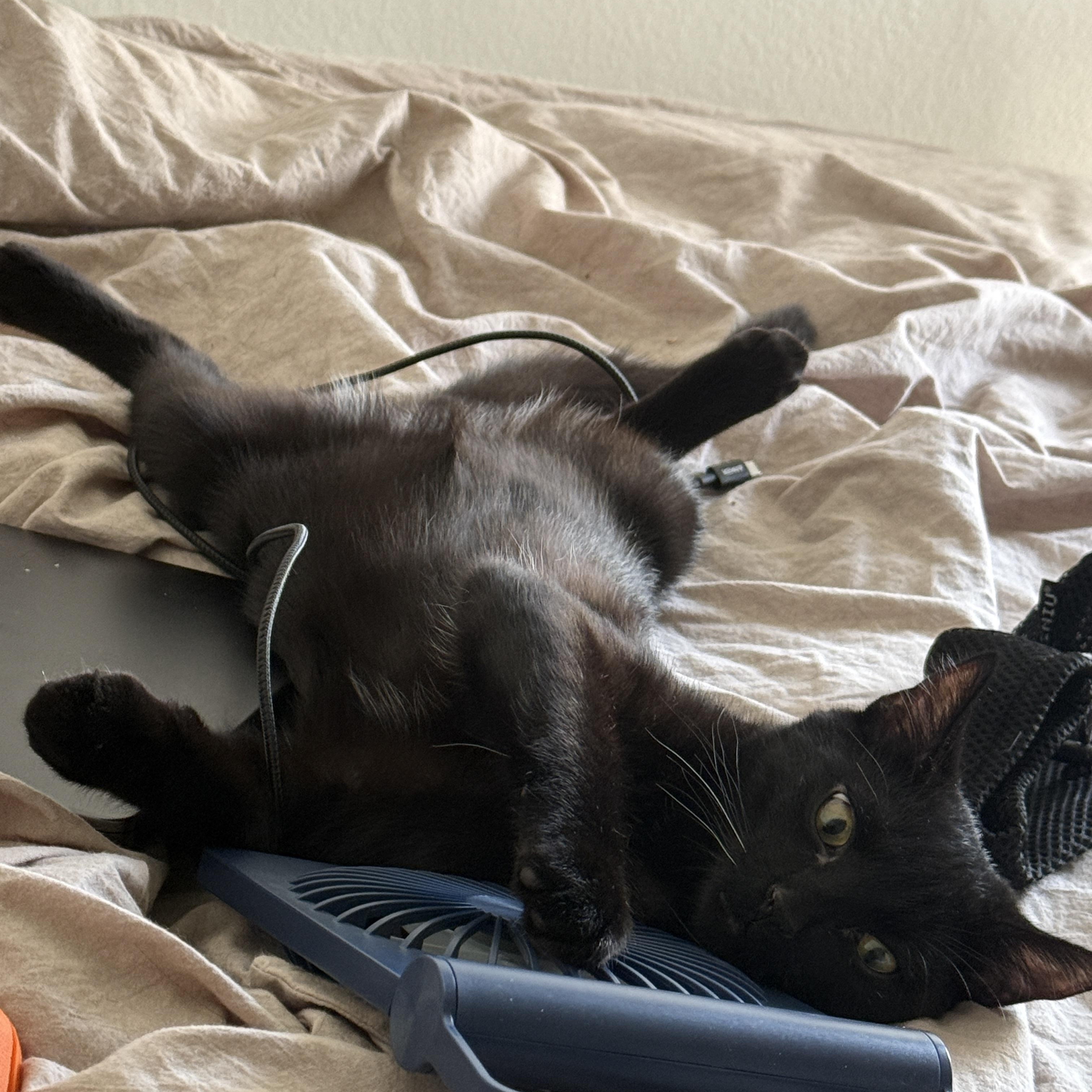 Squiggles, a ADOPTABLE Domestic Short Hair in Los Angeles, CA image 3/6