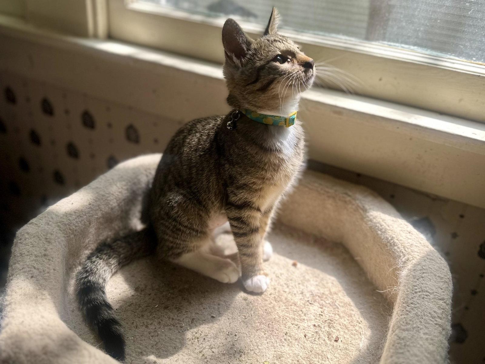 Dulcie Mae, a Adoptable mixed breed in Davis, CA image 1/3