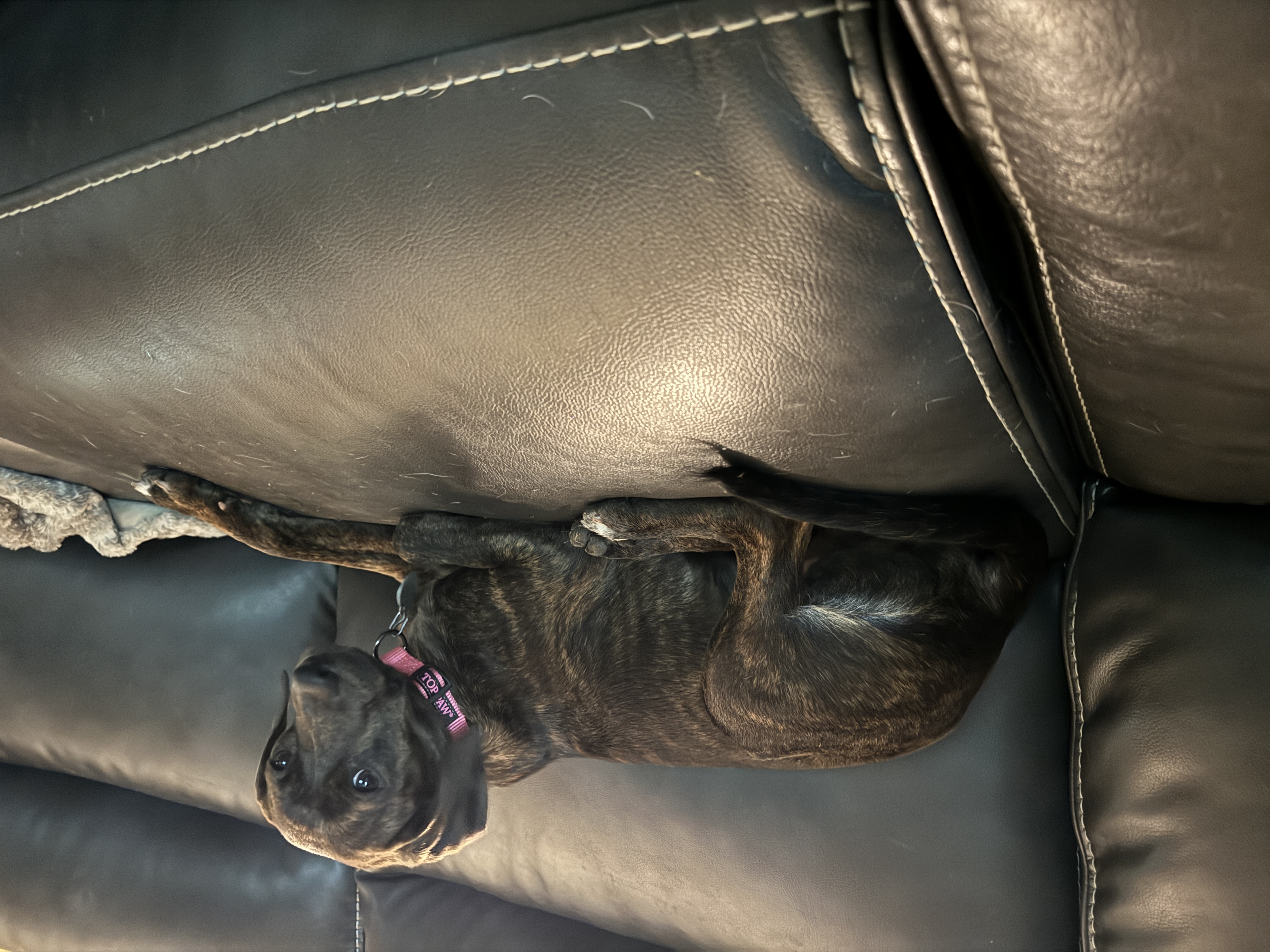 Enlarge Annabelle, a Adopted Mountain Cur in Erin, TN image 1/6