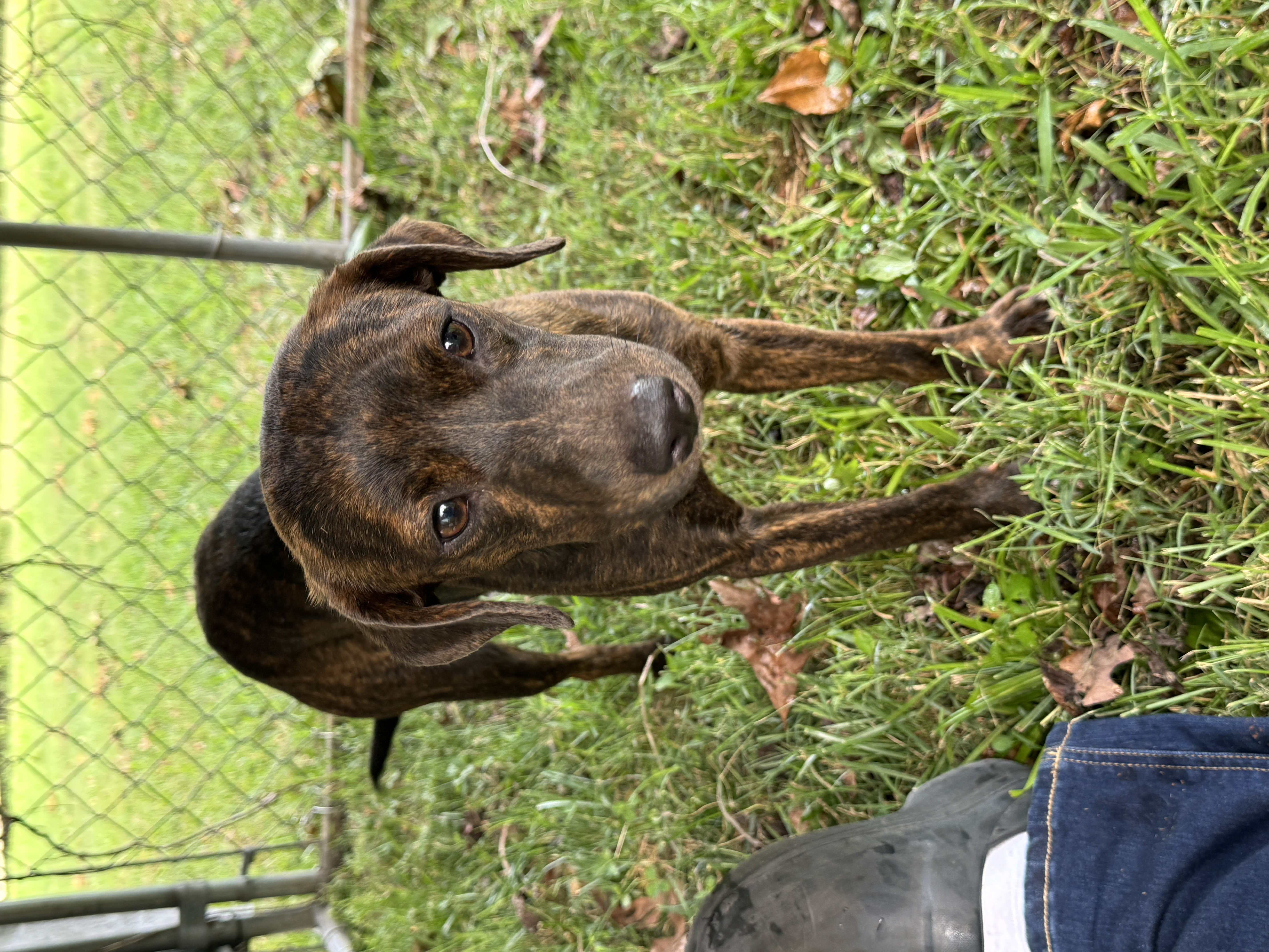 Enlarge Annabelle, a Adopted Mountain Cur in Erin, TN image 2/6
