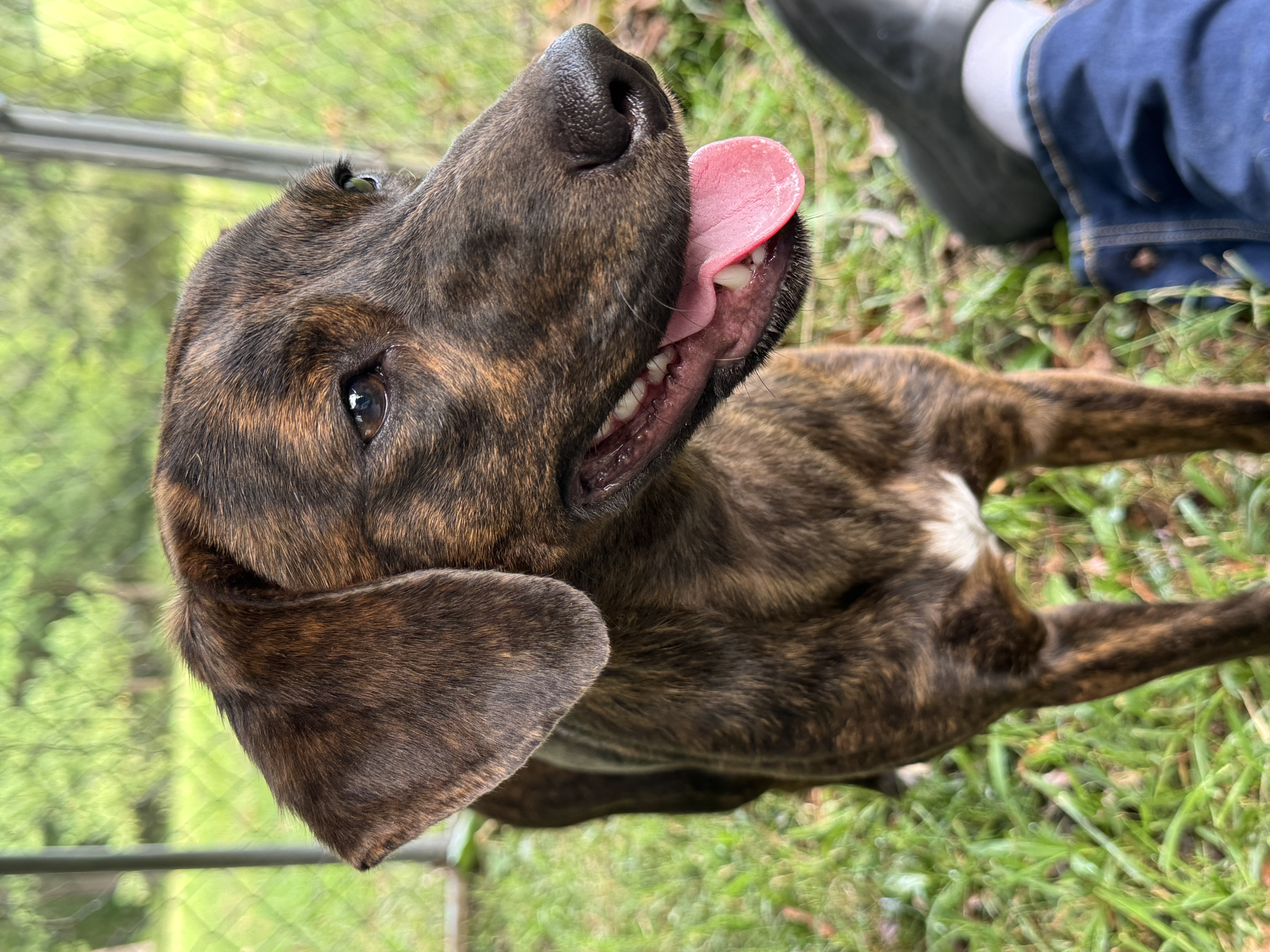 Enlarge Annabelle, a Adopted Mountain Cur in Erin, TN image 4/6