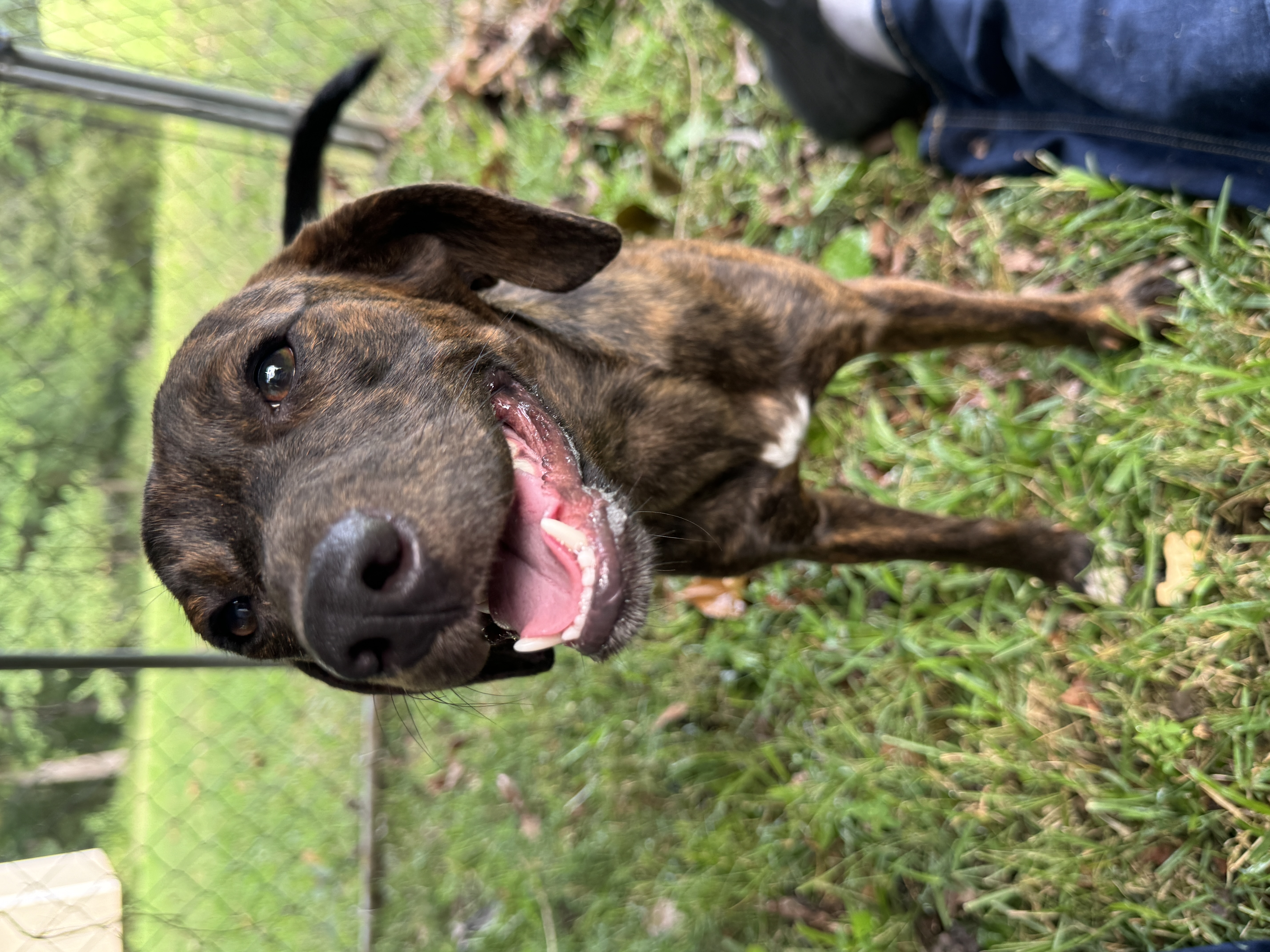 Enlarge Annabelle, a Adopted Mountain Cur in Erin, TN image 5/6