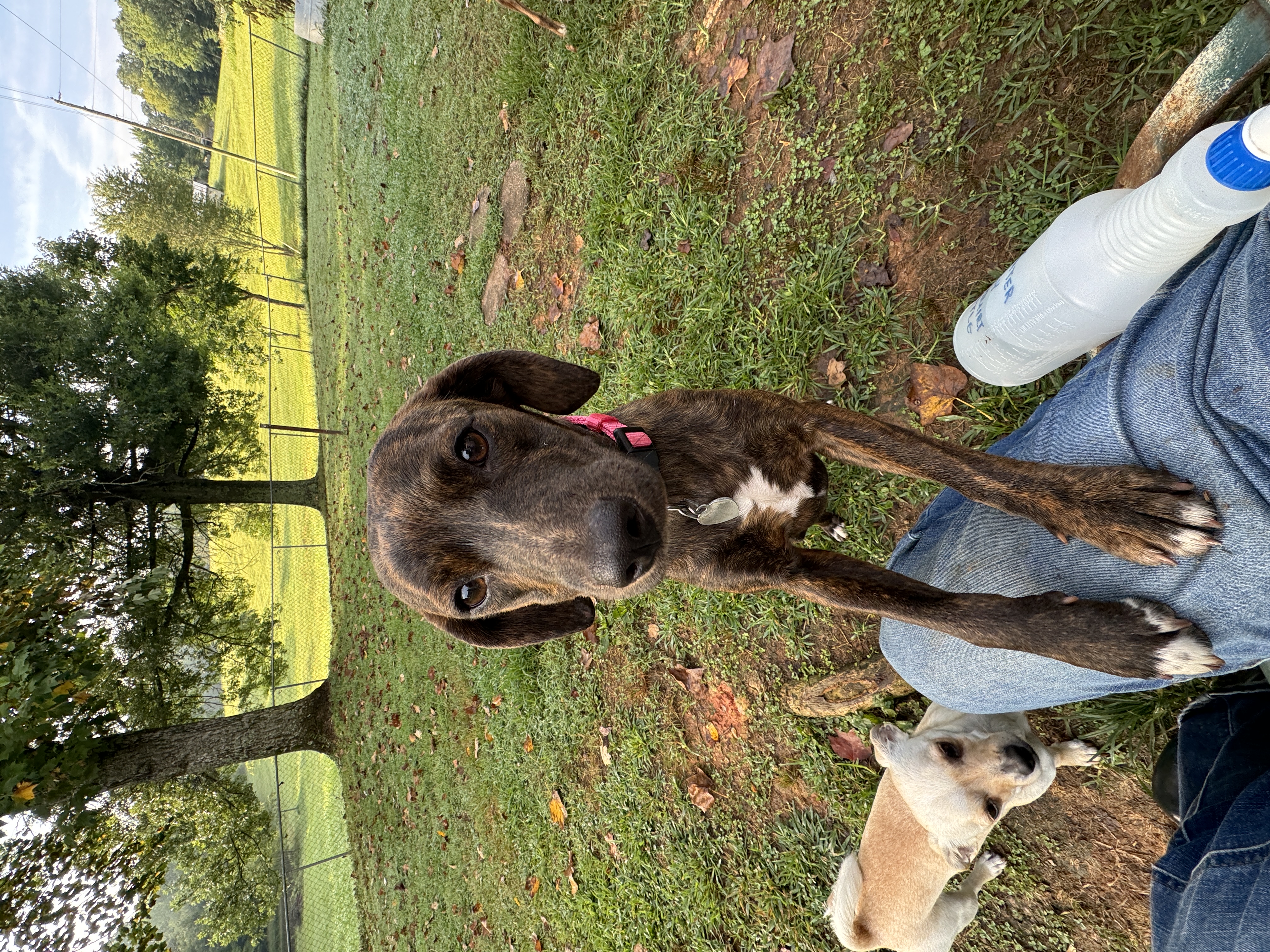 Enlarge Annabelle, a Adopted Mountain Cur in Erin, TN image 6/6