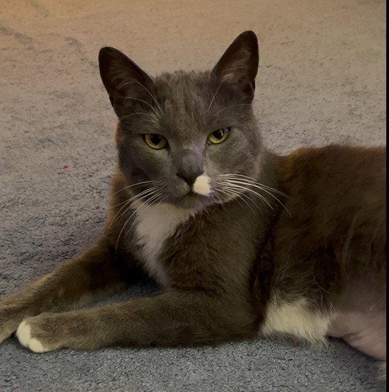 Willa, Adoptable, Adult Female Domestic Short Hair.