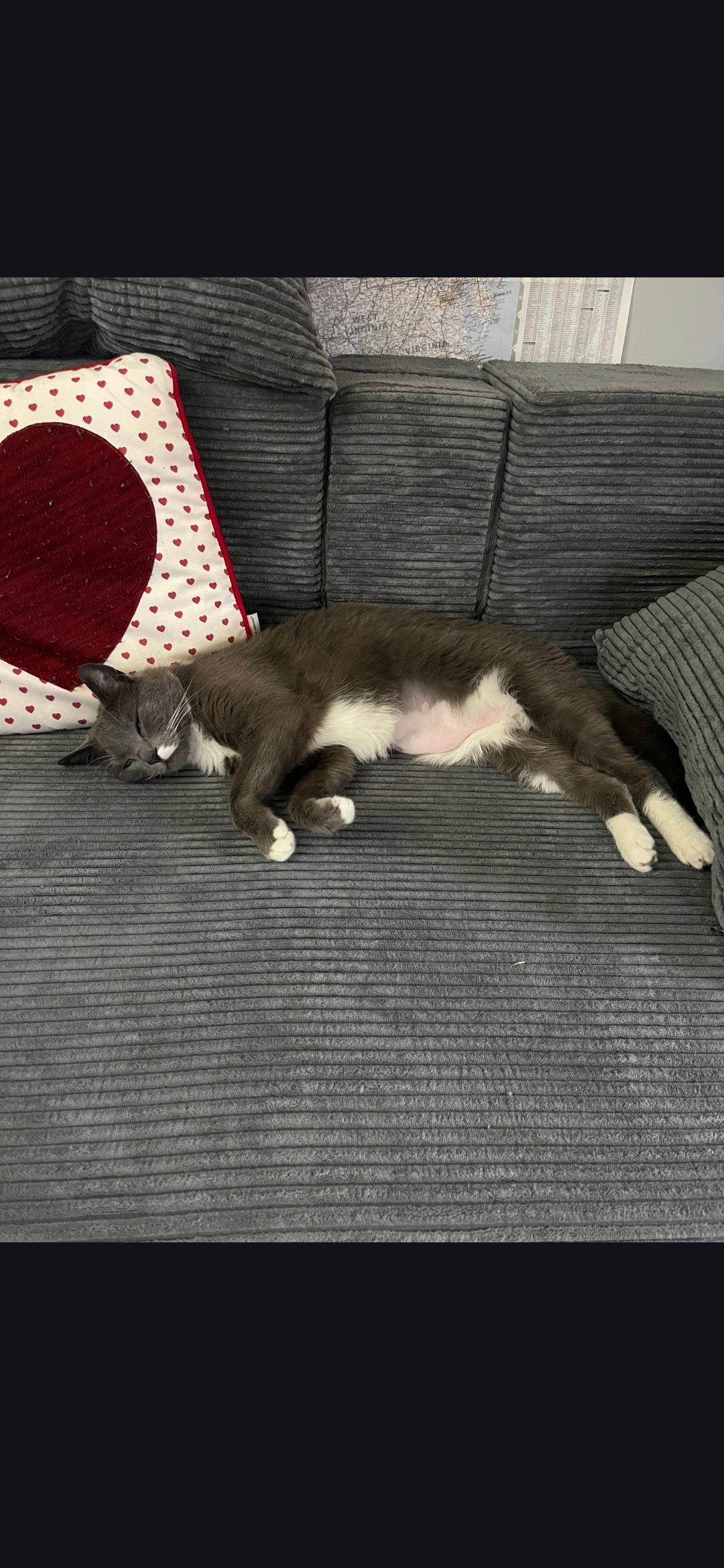 Enlarge Willa, a Adoptable Domestic Short Hair in Harrisburg, PA image 2/3