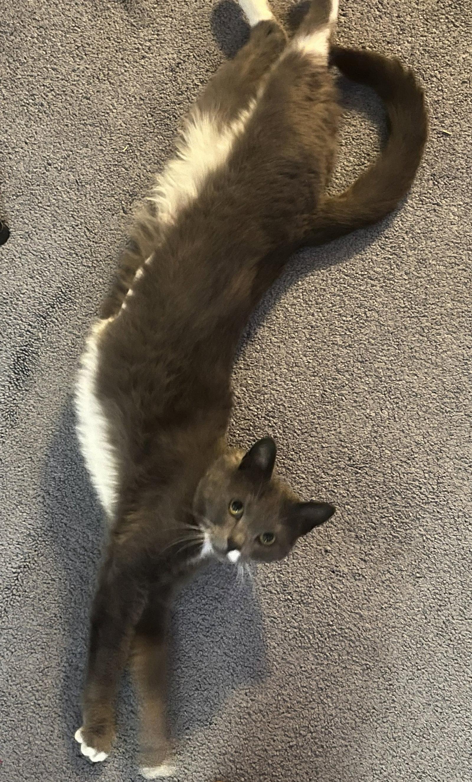 Enlarge Willa, a Adoptable Domestic Short Hair in Harrisburg, PA image 3/3