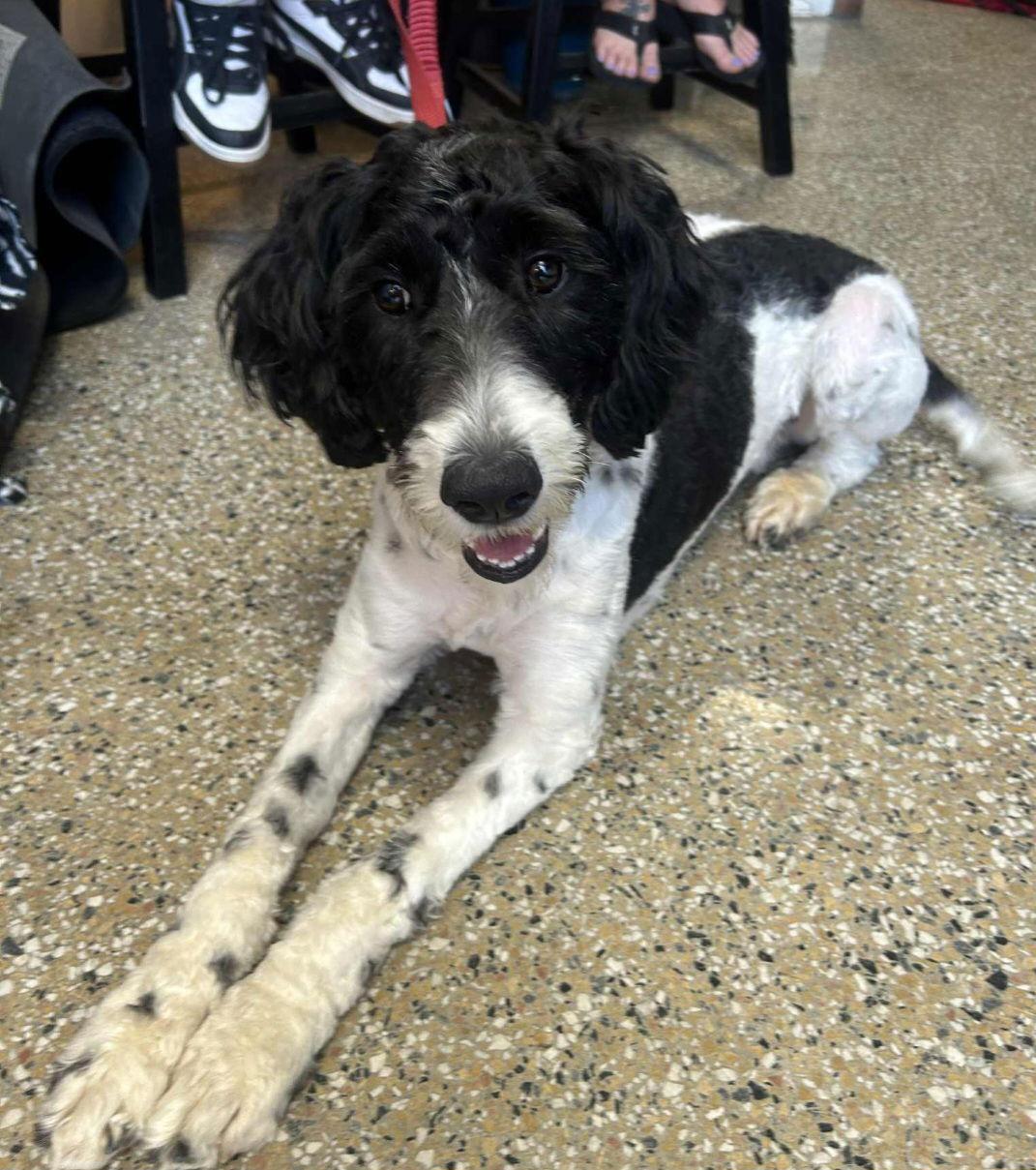 Enlarge Lotti, a Adopted mixed breed in Hollywood, MD image 1/1