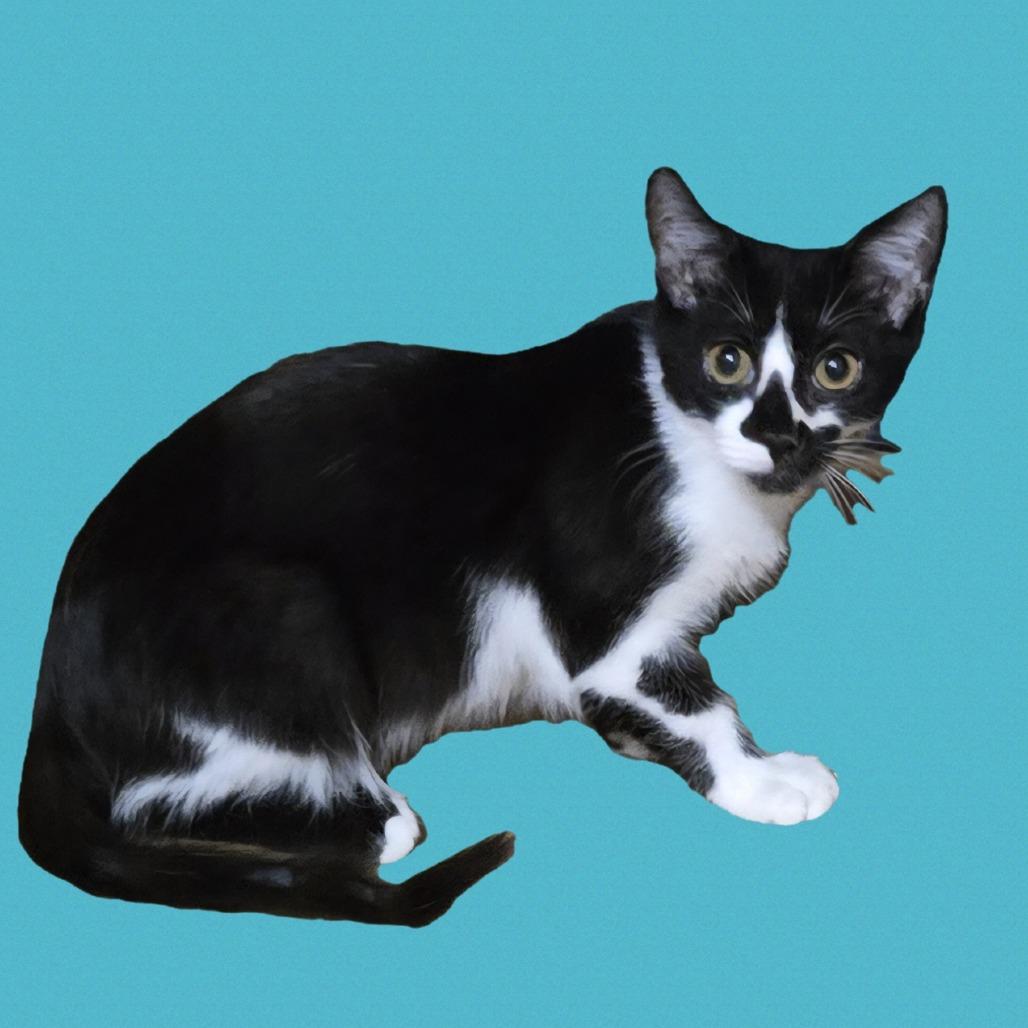 Eenie, Adoptable, Young Male Domestic Short Hair.