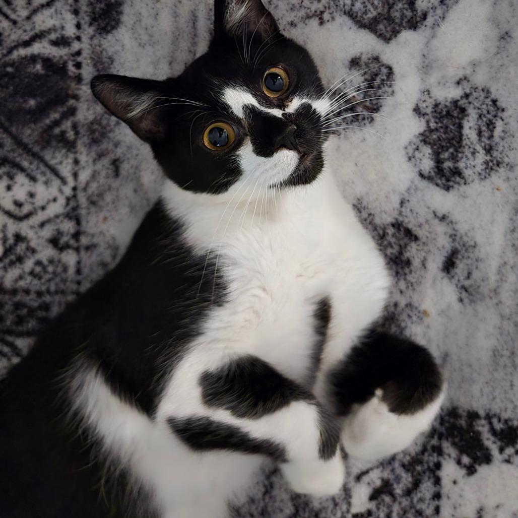 Enlarge Eenie, a Adoptable Domestic Short Hair in Houston, TX image 2/2