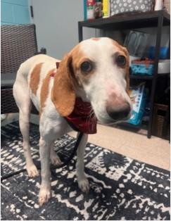 Enlarge Coretta, a Adoptable Hound in Ashland, VA image 2/2