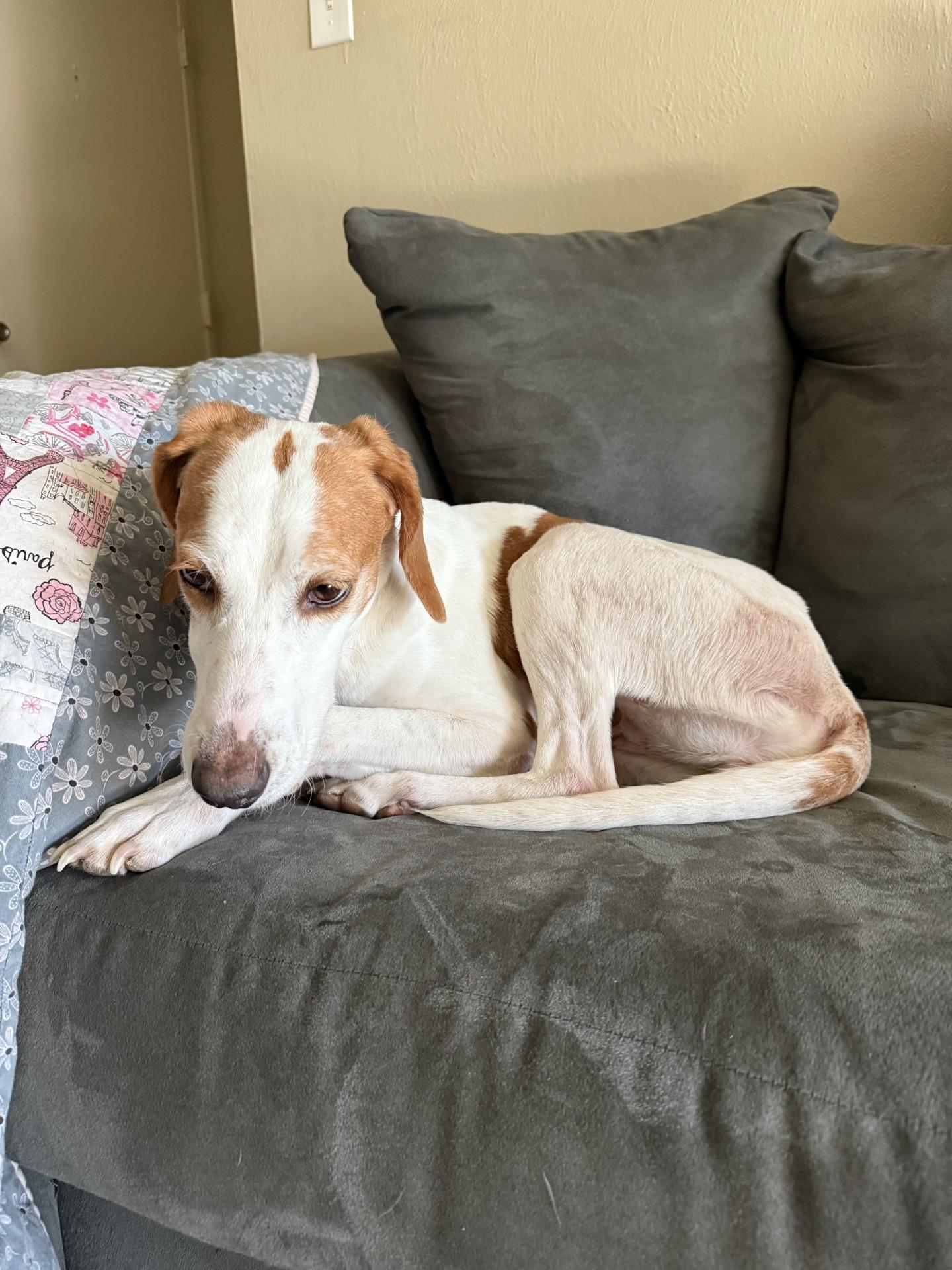 Enlarge Clover, a Adoptable Hound in Ashland, VA image 3/4
