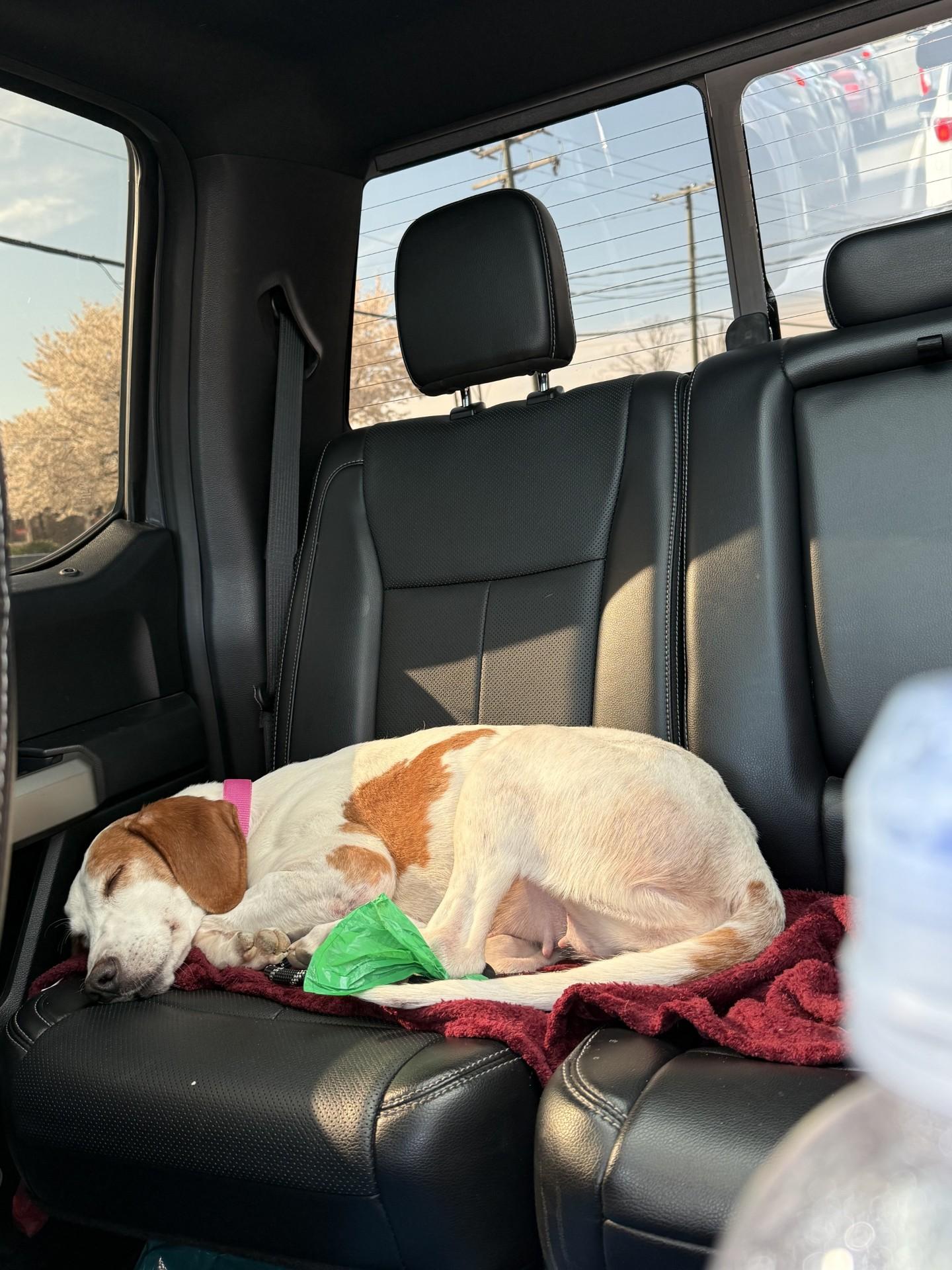 Enlarge Clover, a Adoptable Hound in Ashland, VA image 4/4