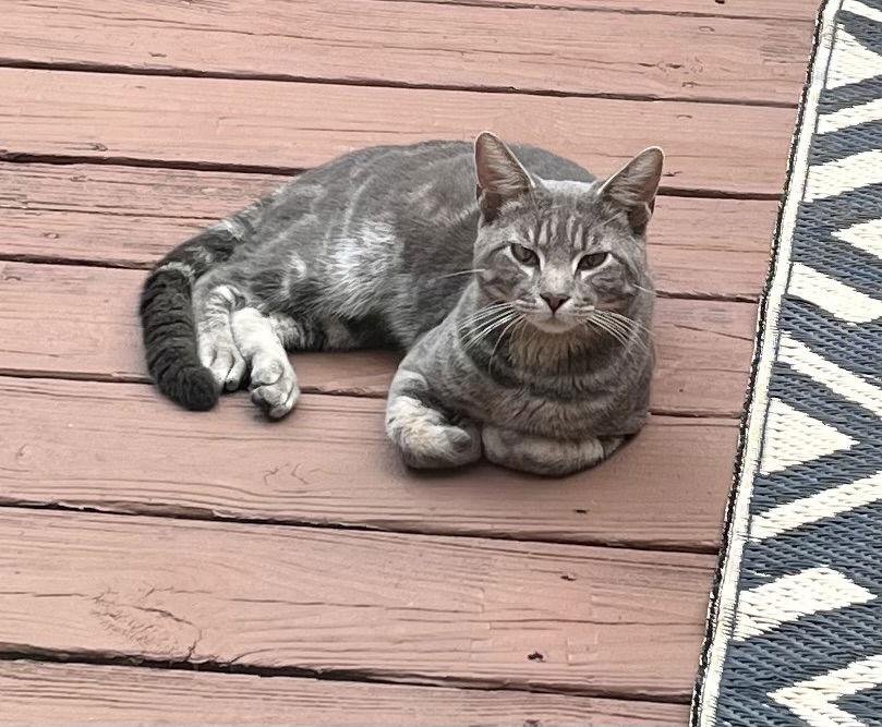 Baby*, Adoptable, Young Male Domestic Short Hair.