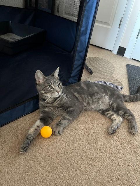 Baby*, a Adoptable Domestic Short Hair in Trexlertown, PA image 2/3