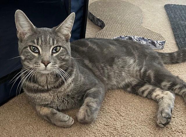 Baby*, a Adoptable Domestic Short Hair in Trexlertown, PA image 3/3