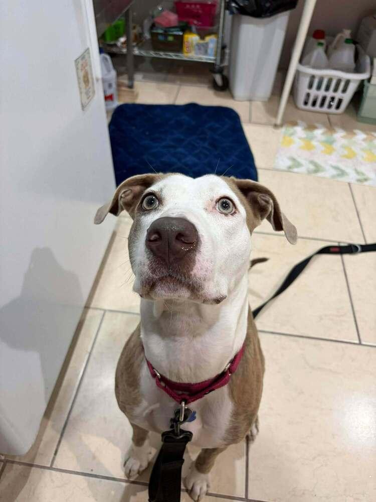 Enlarge Maggie, a Adoptable mixed breed in Ocala, FL image 1/6