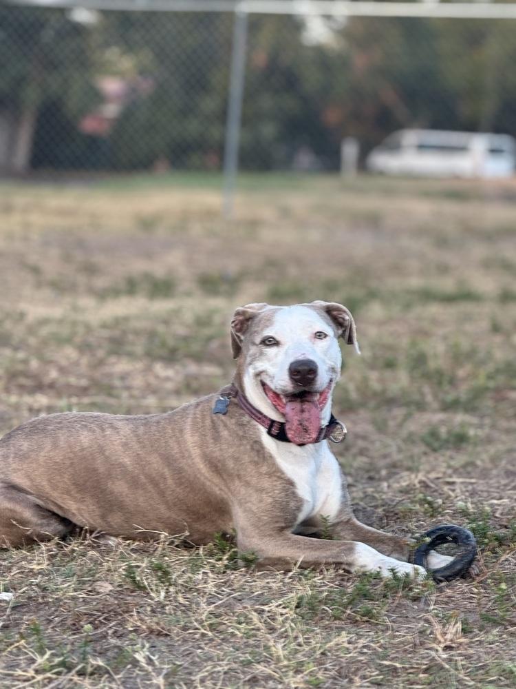 Enlarge Maggie, a Adoptable mixed breed in Ocala, FL image 2/6