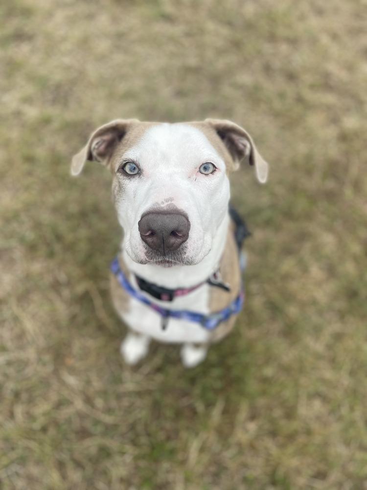 Enlarge Maggie, a Adoptable mixed breed in Ocala, FL image 3/6