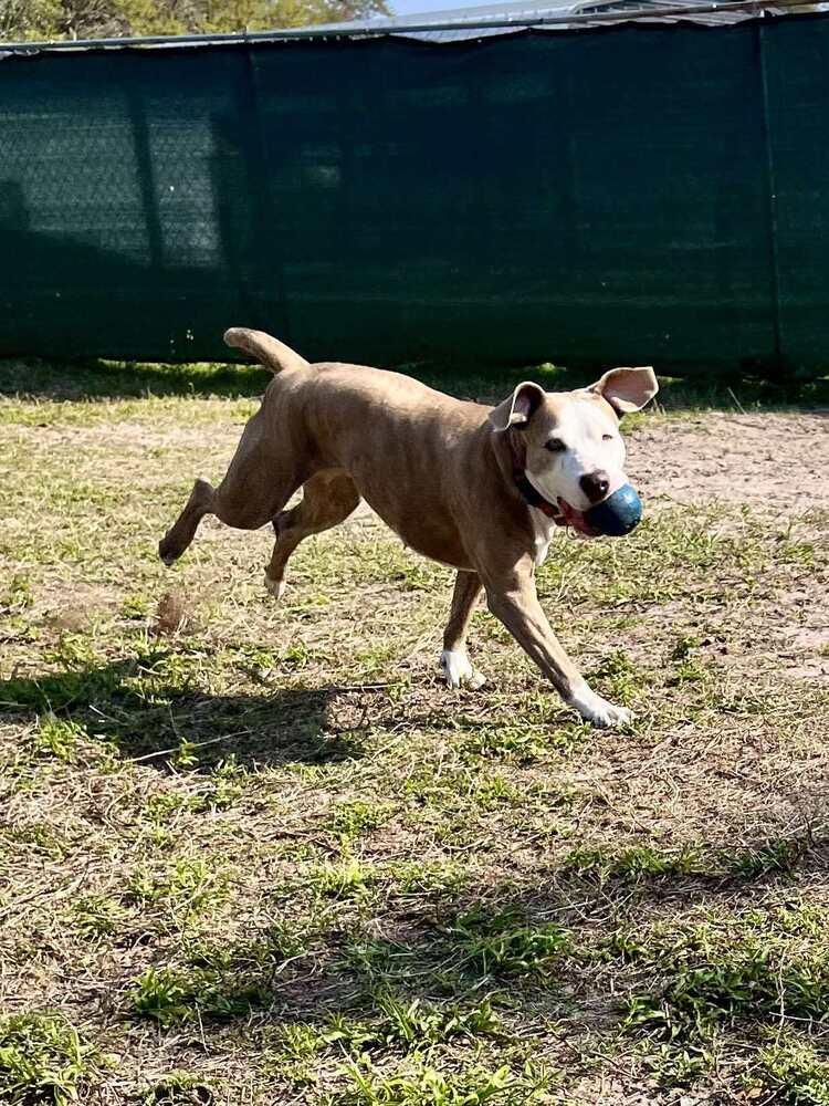 Enlarge Maggie, a Adoptable mixed breed in Ocala, FL image 4/6