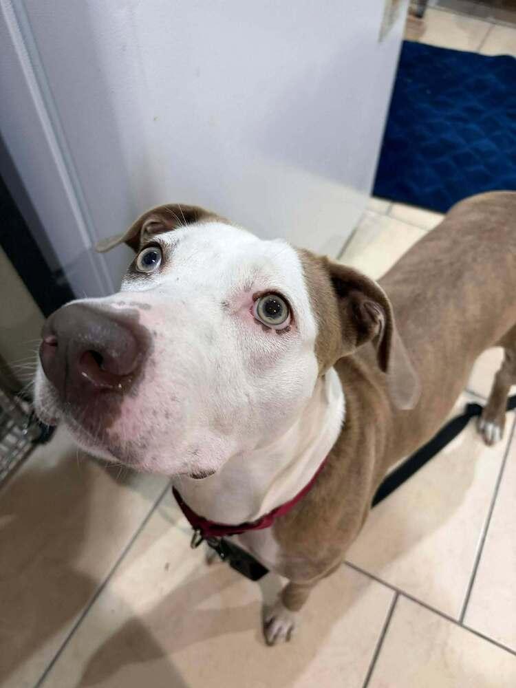 Enlarge Maggie, a Adoptable mixed breed in Ocala, FL image 5/6