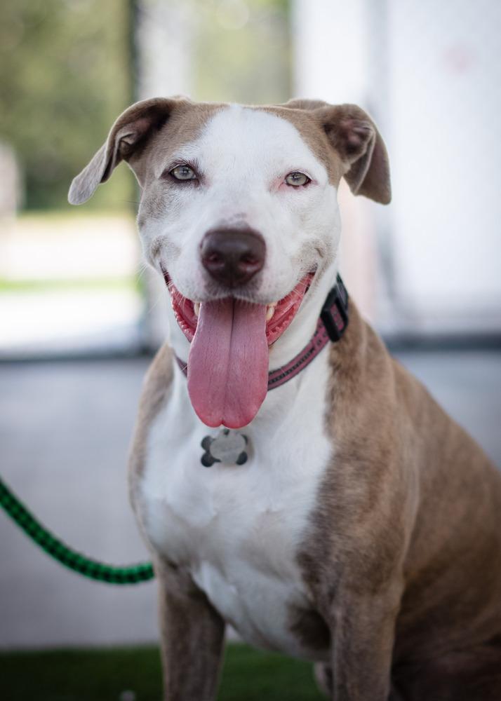 Enlarge Maggie, a Adoptable mixed breed in Ocala, FL image 6/6