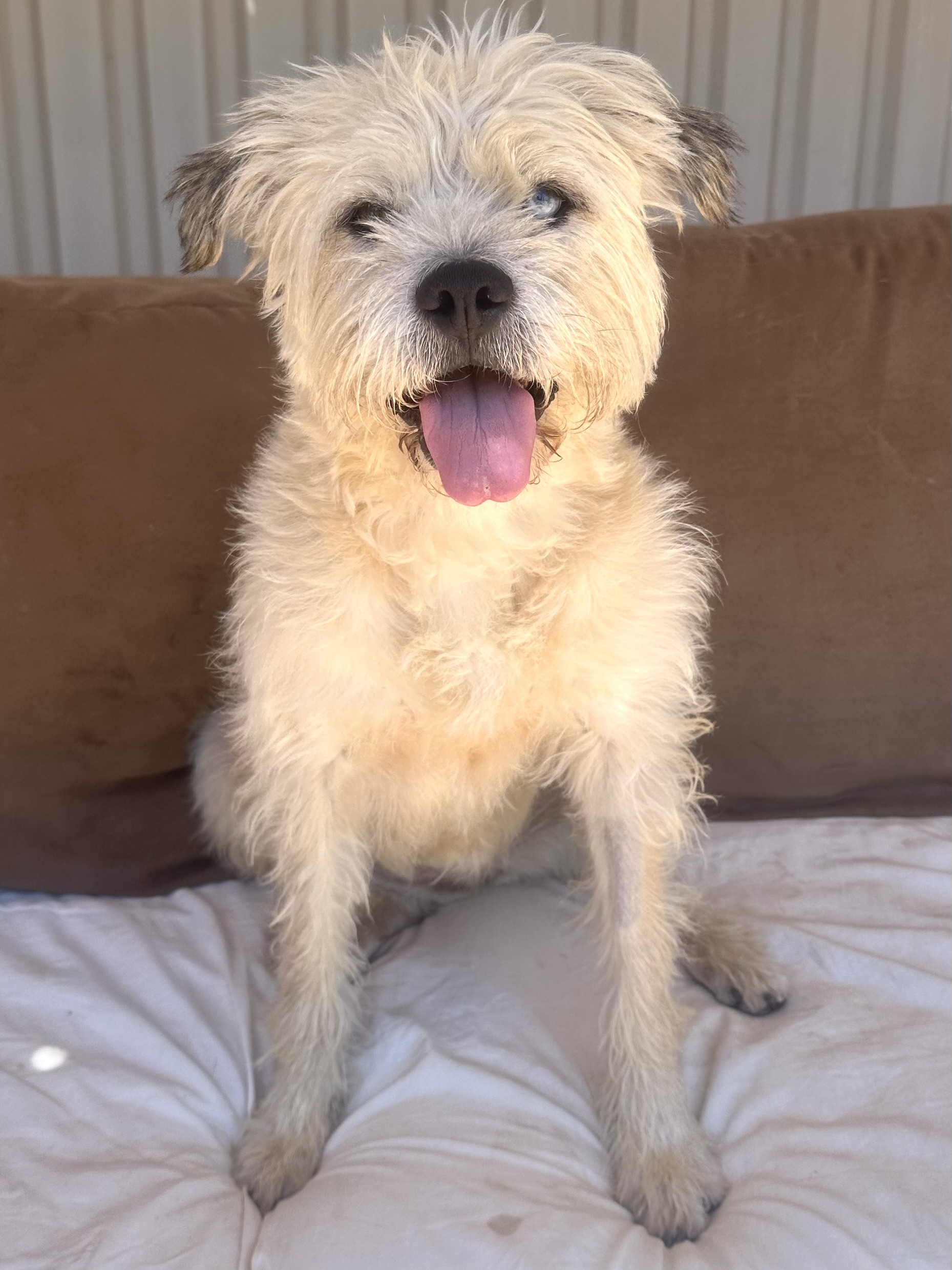 Minnie, Adopted, Adult Female Wheaten Terrier.