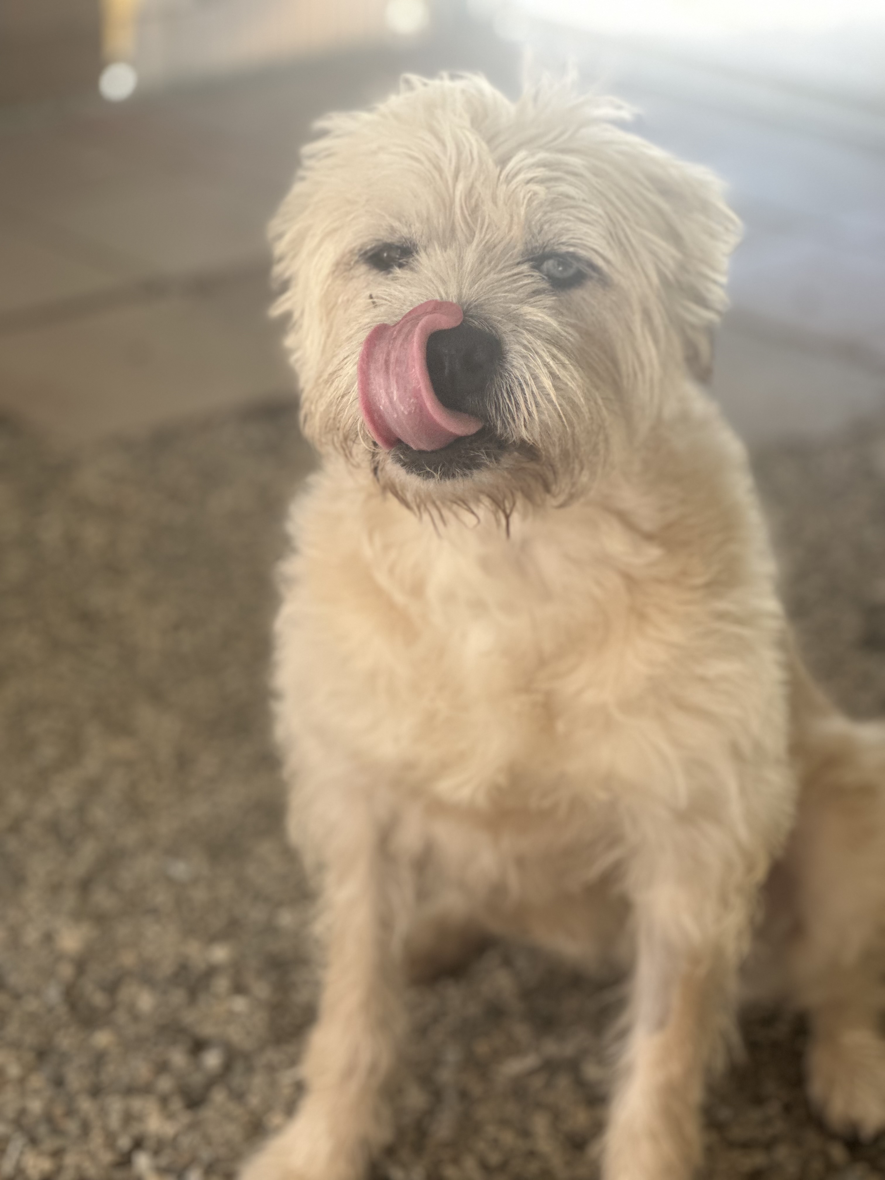 Enlarge Minnie, a Adopted Wheaten Terrier in Agua Dulce, CA image 2/4