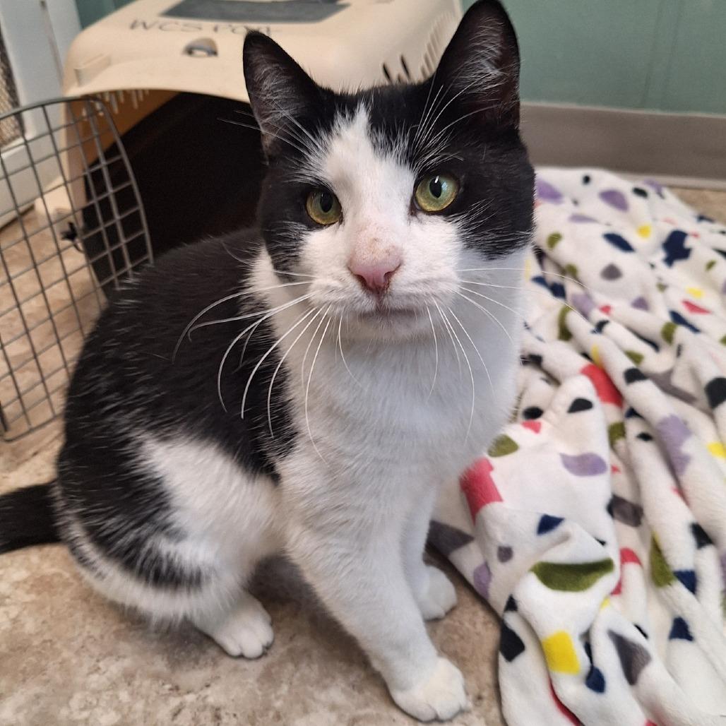 Shrek, Adoptable, Adult Male Domestic Short Hair.