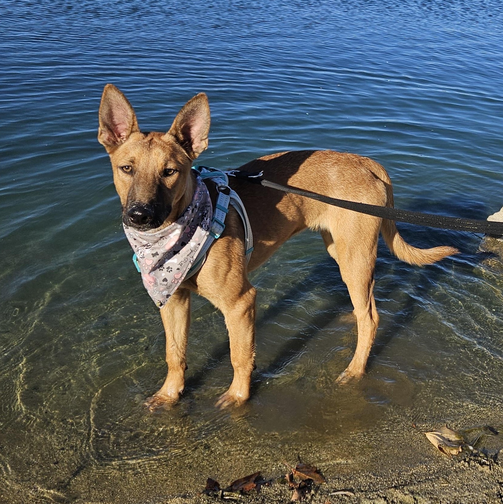 Enlarge Louie Louie, a Adoptable mixed breed in Temecula, CA image 1/5