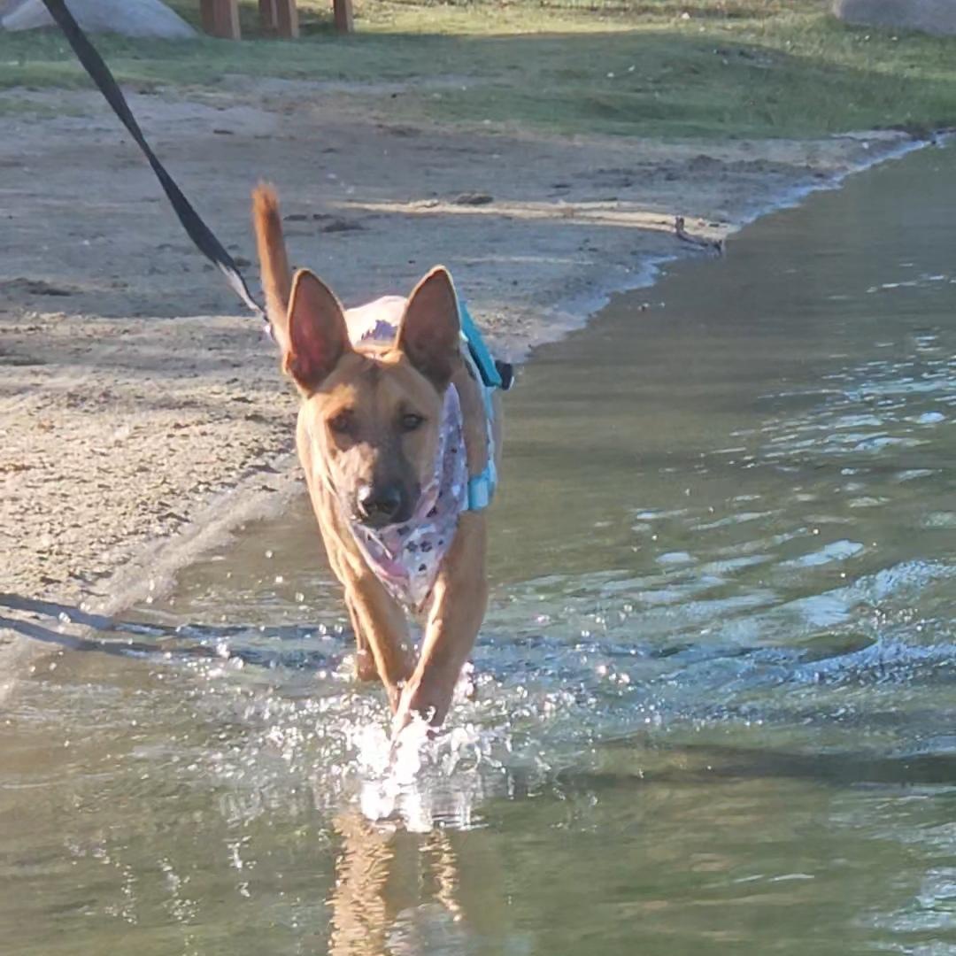Enlarge Louie Louie, a Adoptable mixed breed in Temecula, CA image 3/5