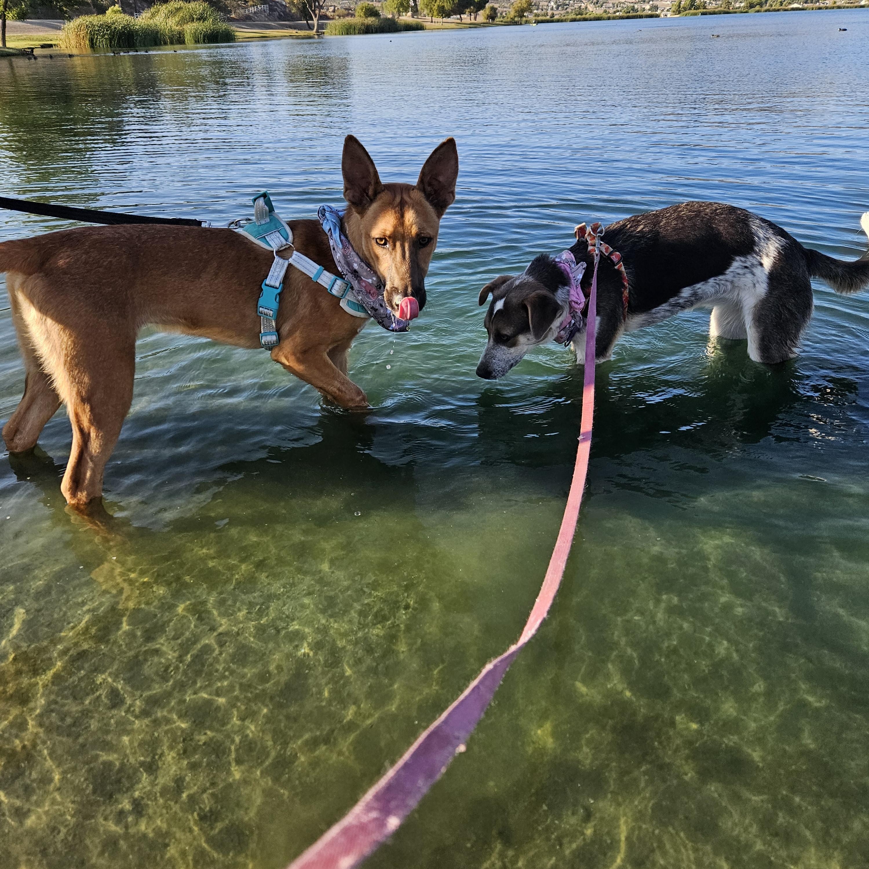 Enlarge Louie Louie, a Adoptable mixed breed in Temecula, CA image 4/5
